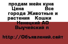 продам мейн куна › Цена ­ 15 000 - Все города Животные и растения » Кошки   . Ненецкий АО,Выучейский п.